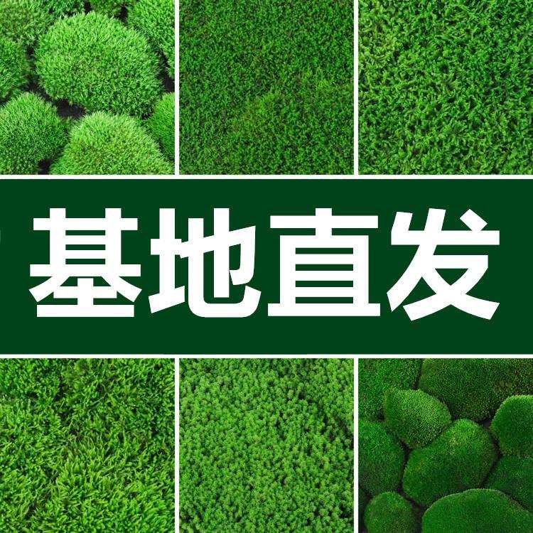 鲜活苔藓微景观盆景铺面青苔装饰假山水陆缸雨林造景材料植物