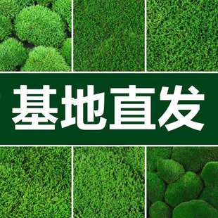 鲜活苔藓微景观盆景铺面青苔装饰假山水陆缸雨林造景材料植物