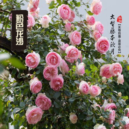 欧月灌木藤本月季花苗中大苗庭院植物爬藤花卉玫瑰浓香四季开花