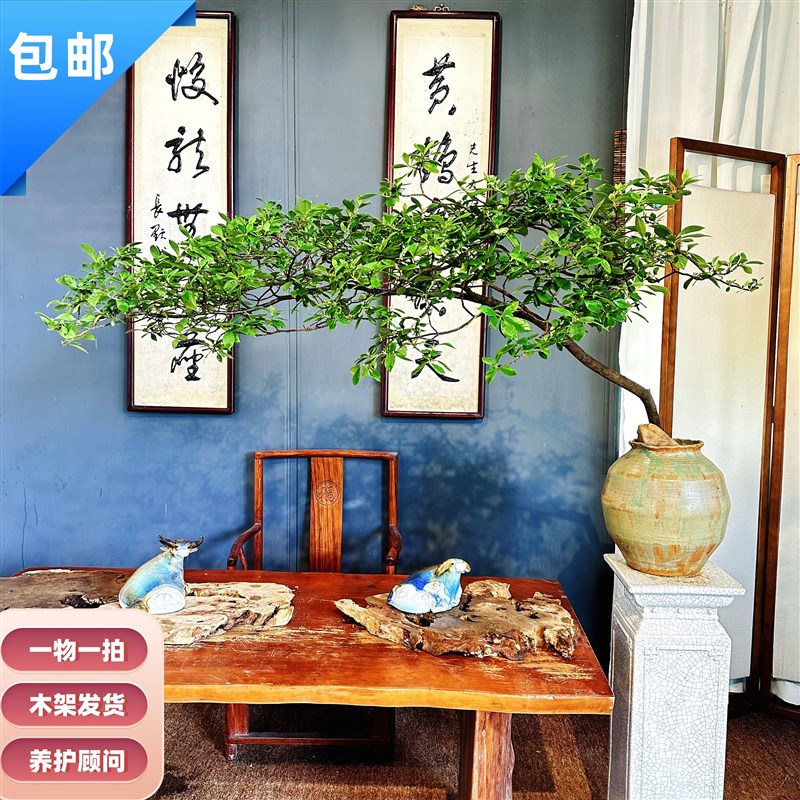 海岛栀子花精品老桩一物一拍室内茶台高端盆景四季常青绿熟桩盆栽