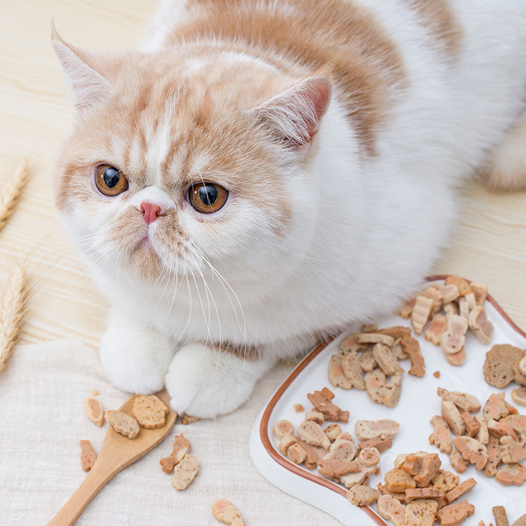 猫零食烤海鲜小鱼干营养增肥磨牙鸡肉饼干整箱