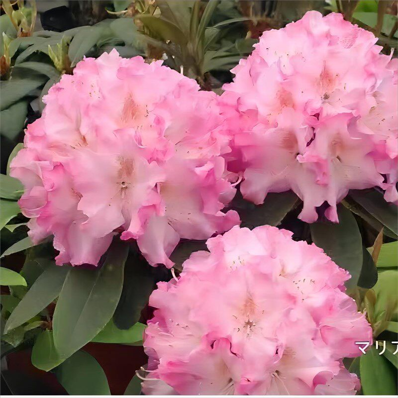 【福利2年苗】进口大叶高山杜鹃 耐寒耐热庭院花卉绿植 观赏精致,鲜花速递/花卉仿真/绿植园艺,造型盆景,淘宝优惠券,粉丝福利购,淘宝优惠卷