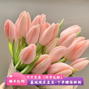 郁金香鲜花高贵典雅进口重瓣郁金香云南昆明斗南花市基地直发