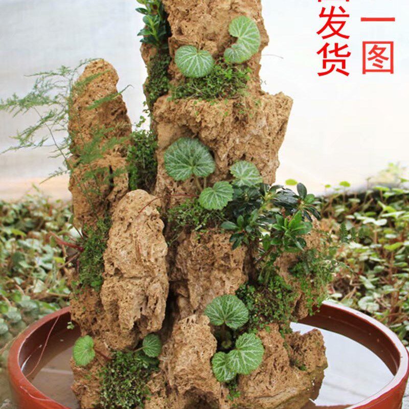 吸水石风景石上水石假山石头盆景客厅造景石头上水石吸水石原石