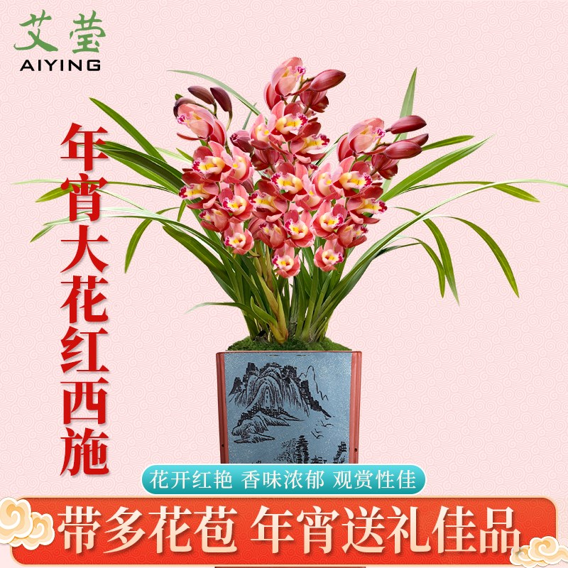 春节年宵花有香味的兰花苗 红西施 冬带花苞出售墨兰好养室内花卉