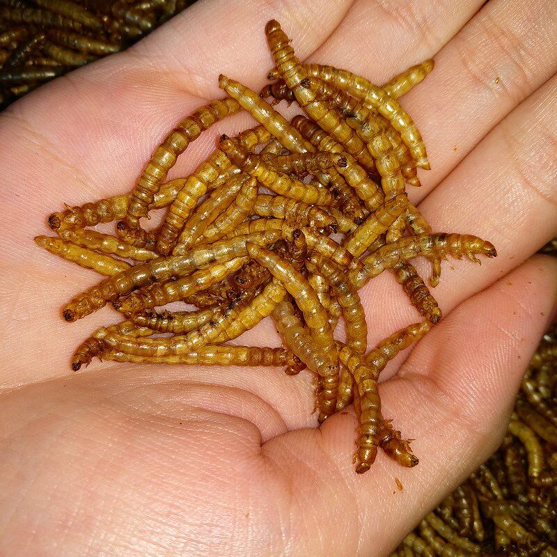 黄粉虫干面包虫干仓鼠零食金丝熊变色龙刺猬粮食画眉八哥食5千克