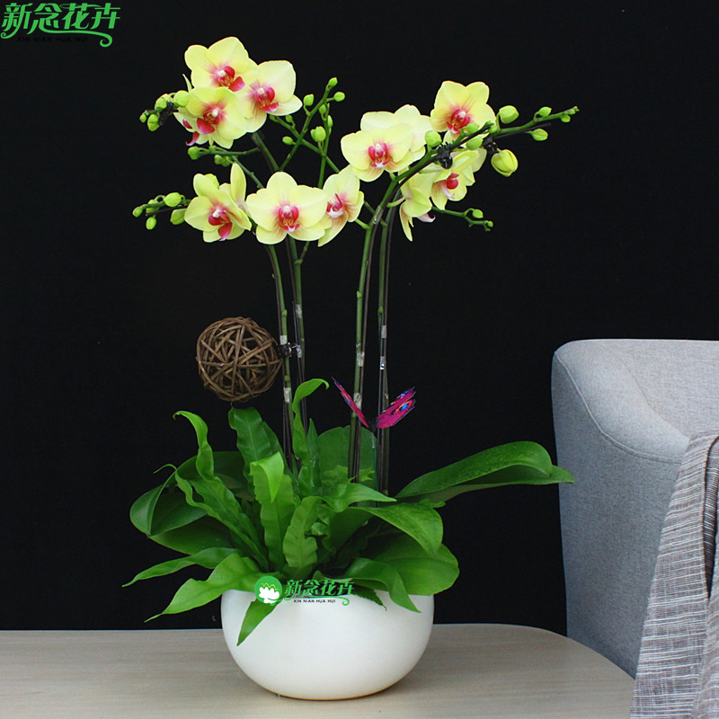 黄色蝴蝶兰盆栽四季花卉盆景植物带花室内年宵花礼品兰花