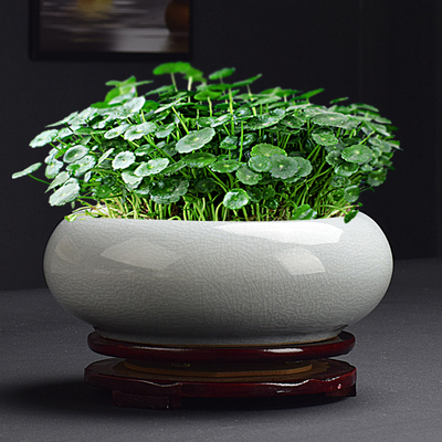 大口径水仙花盆陶瓷大号家用无孔铜钱草专用水培一叶莲碗莲带底座