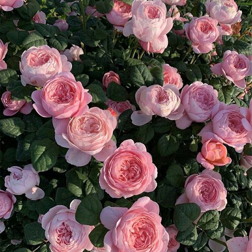 鹏程园艺   瑞典女王 灌木阳台庭院粉色多头浓香型