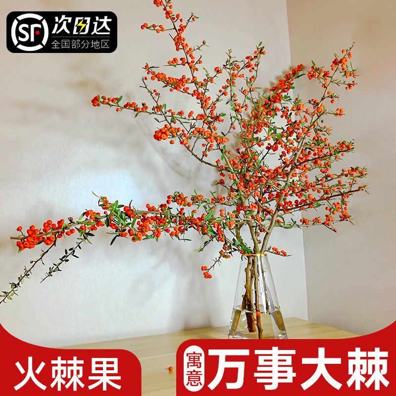 火棘果鲜切小冬青火把果客厅装饰摆件观赏插花水养鲜花卉云南直发