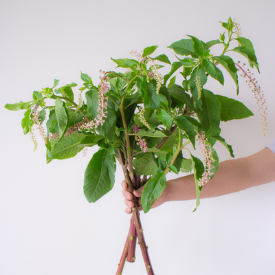 商陆花鲜花云南直发绿色鲜切枝水培绿植商路插花叶材陆商花鲜切花