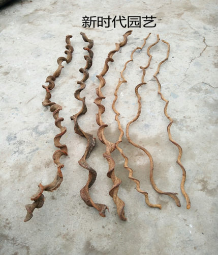 干树枝藤 过江龙藤 枯树藤 装饰树藤 酒店客厅橱窗装饰插花藤条