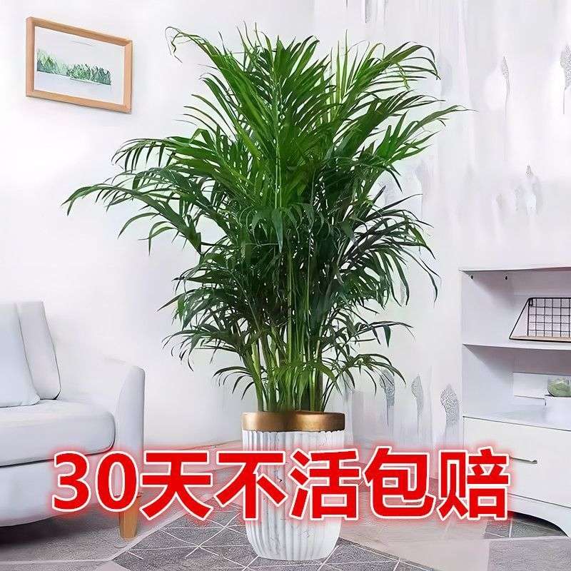 四季常青富贵椰子大型绿植盆栽室内客厅办公室好养盆景除甲醛