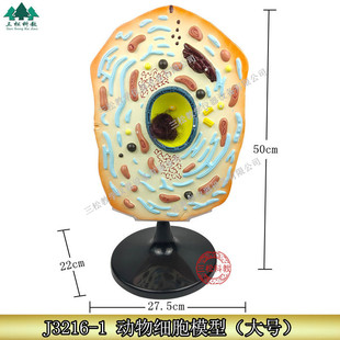 动物细胞模型显微结构解剖模型 细胞膜 细胞质 细胞核 线粒体