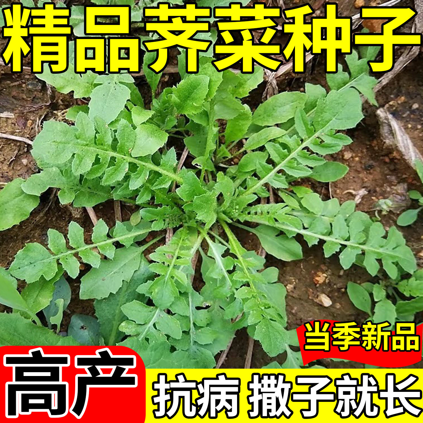 荠菜种子野菜种四季地菜野生老品种菜种籽大叶小叶阳台盆栽蔬菜
