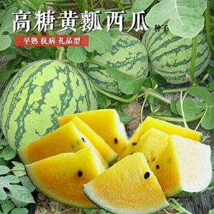 超甜黄金宝西瓜种子绿皮黄瓤黄心礼品西瓜种籽四季播庭院蔬果种子
