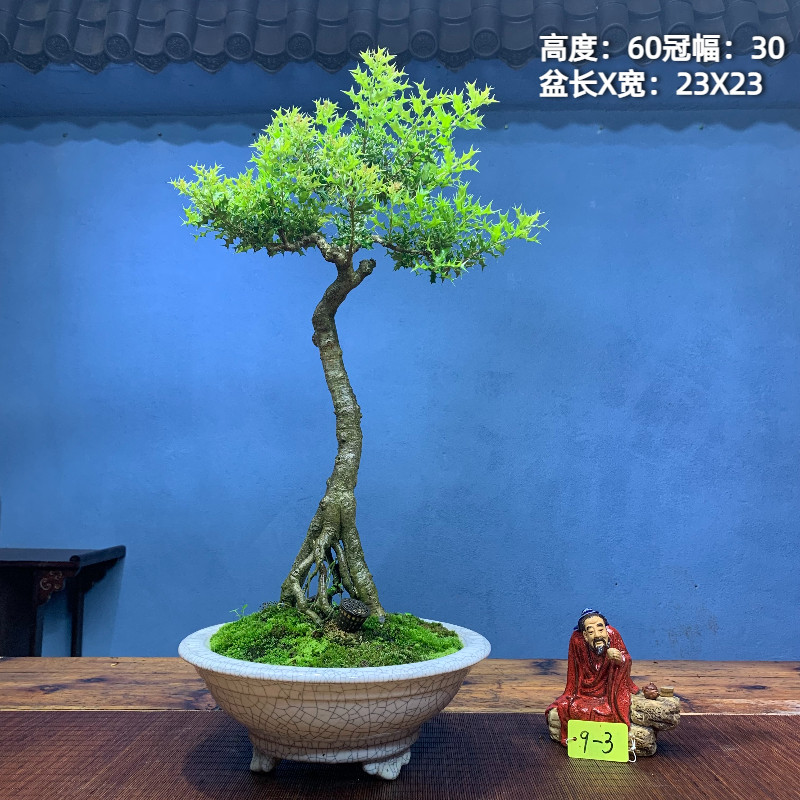 杨品四季树桑苟骨火棘珍珠柏果小黄小南天竹胡椒木小品盆景