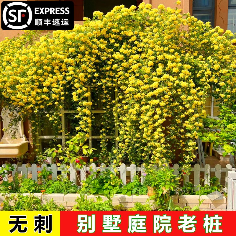 四季苗木香花红爬庭月季无刺带花蔷薇花浓香白黄木香别墅藤院老桩