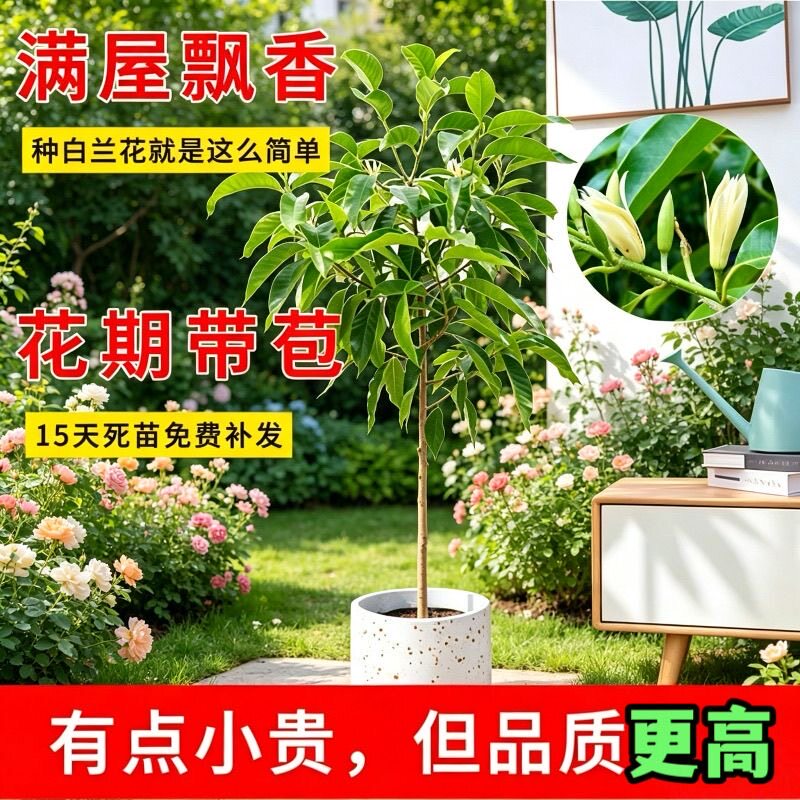 白兰花盆栽树苗带花苞玉兰花室内庭院多季开花浓香花卉黄角兰植物