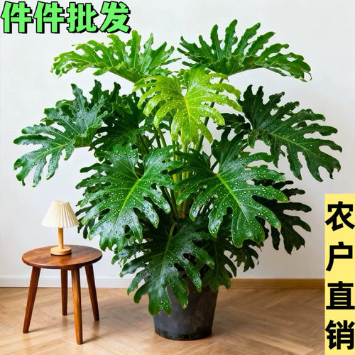 龙鳞春羽盆栽老桩春雨大型绿植办公室内客厅四季常青净化空气植物