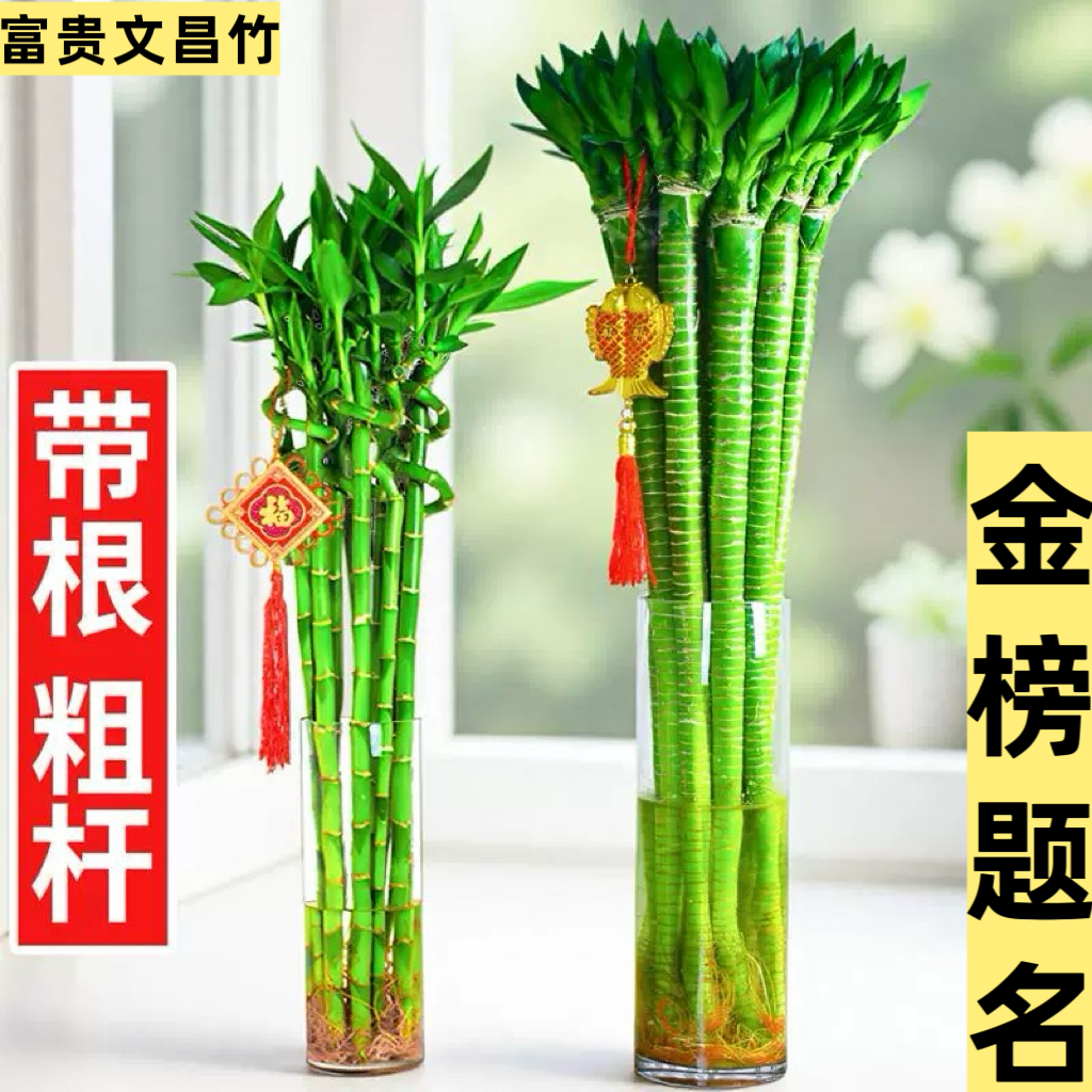 水培植物转运竹室内客厅富贵竹龙竹观音竹办公室桌面四季盆栽绿植