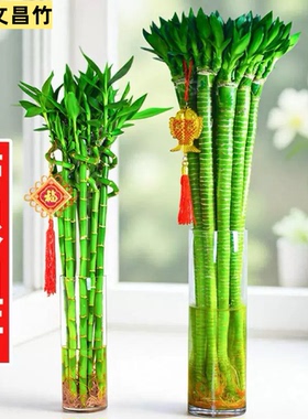 水培植物转运竹室内客厅富贵竹龙竹观音竹办公室桌面四季盆栽绿植