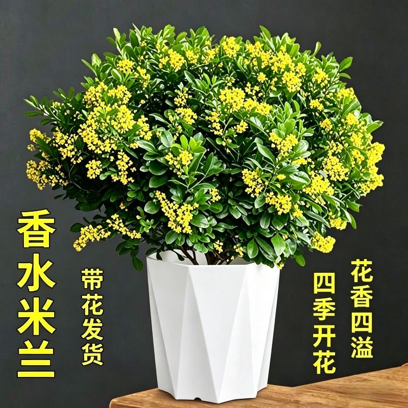 米兰盆栽四季常青绿植室内客厅办公室桌面好养活花卉植物四季常青