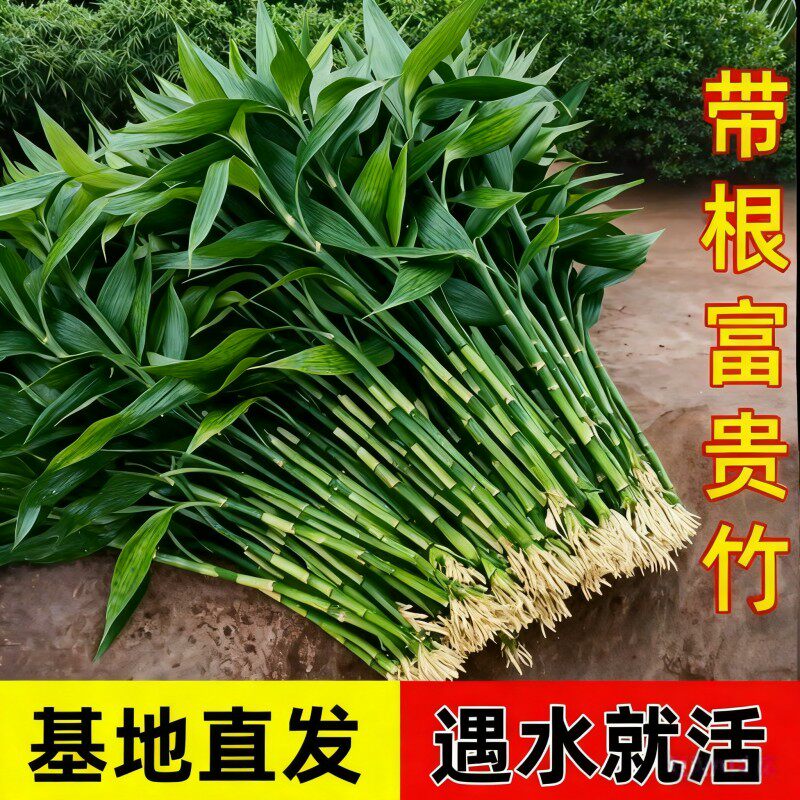 富贵竹水培植物绿植室内盆栽客厅招财粗杆带根水养节节高特级竹子