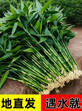 富贵竹水培植物绿植室内盆栽客厅招财粗杆带根水养节节高特级竹子
