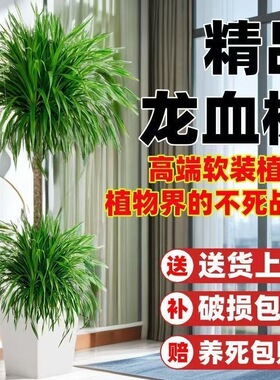 大型龙血树客厅绿植室内高级感龙须树树苗多头老桩植物大盆栽盆景