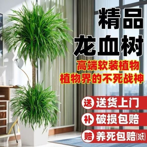 大型龙血树客厅绿植室内高级感龙须树树苗多头老桩植物大盆栽盆景