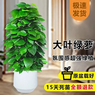 大叶绿萝柱客厅大盆栽室内大型绿植新房除甲醛净化空气植物好养活