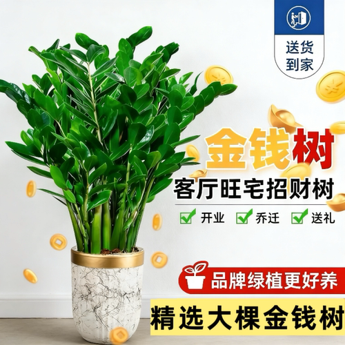 金钱树盆栽摇钱树花苗发财树花卉室内绿植客厅办公室桌面盆景好养