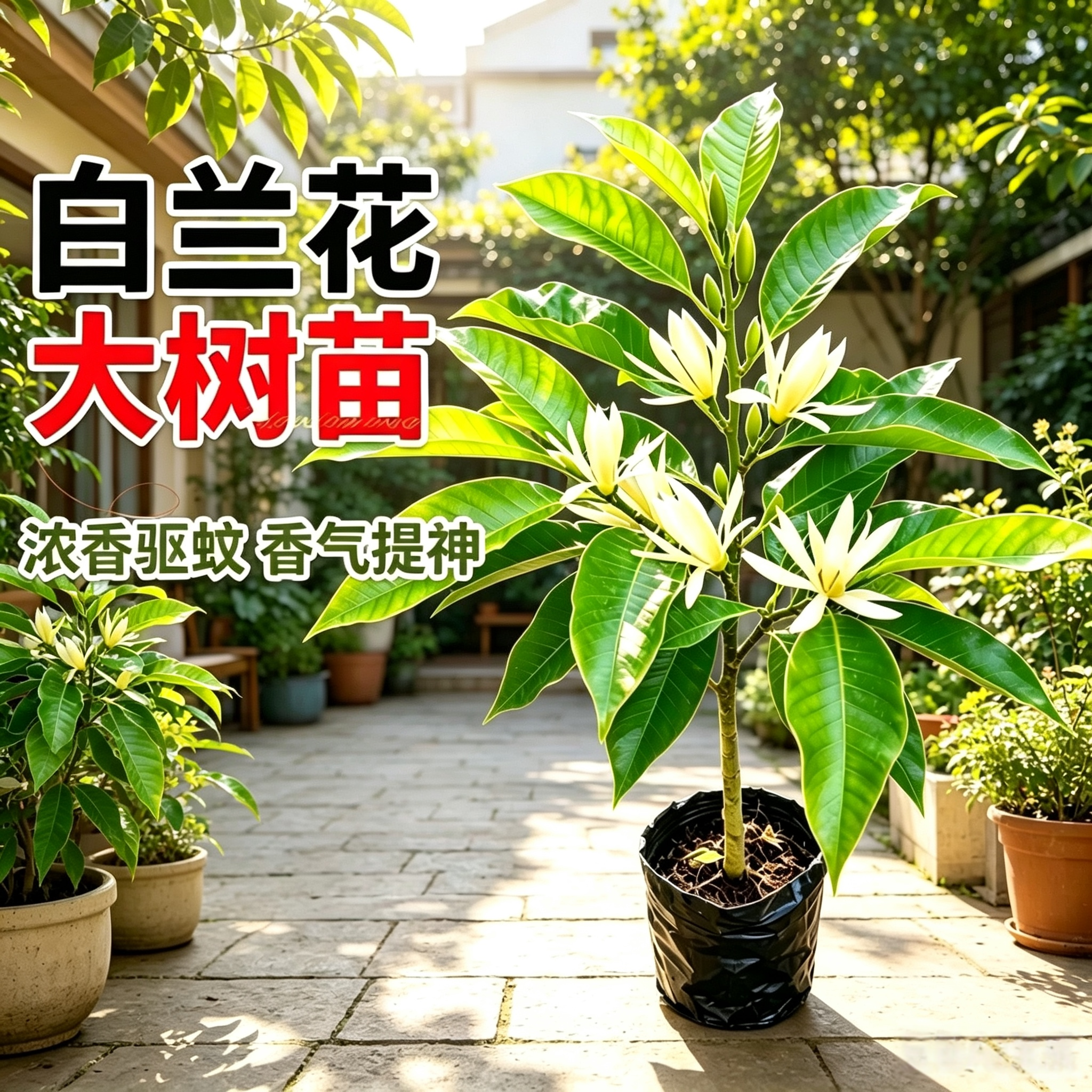 白兰花盆栽树苗带花苞玉兰花室内庭院多季开花浓香花卉黄角兰植物
