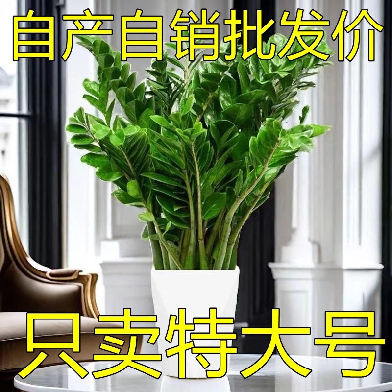 超大型绿植金钱树盆栽客厅旺宅树真花绿植送礼发财树乔迁摆件植物