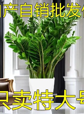 超大型绿植金钱树盆栽客厅旺宅树真花绿植送礼发财树乔迁摆件植物