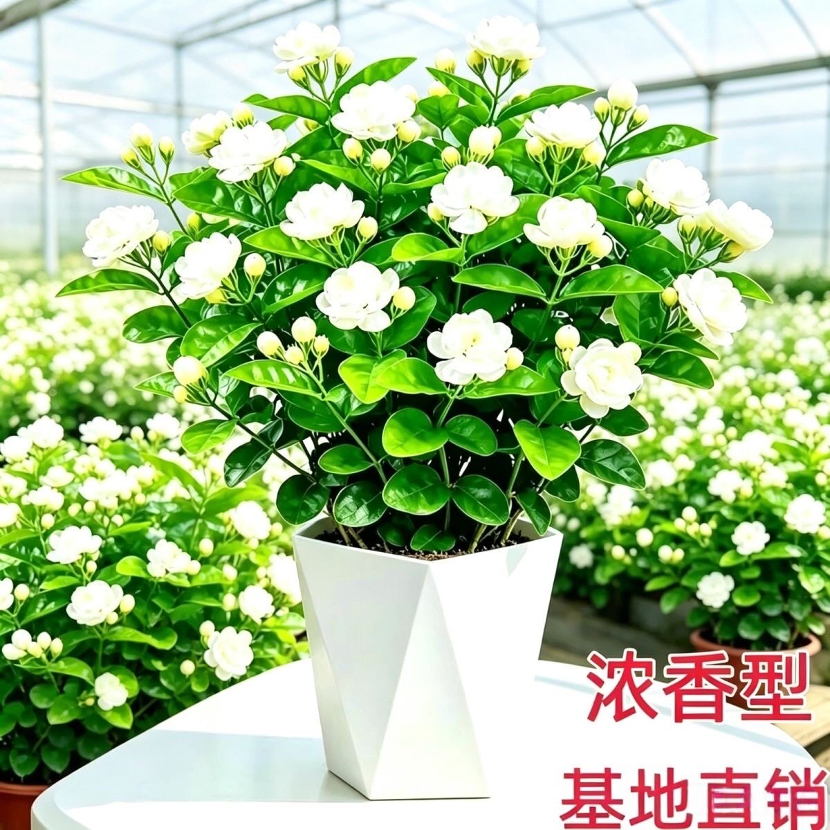 茉莉花盆栽带花苞室内花卉观花植物虎头茉莉四季好养开花不断绿植