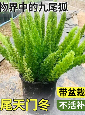 狐尾天门冬盆栽植物庭院花园阳台四季常青耐热大型花卉九尾狐易养