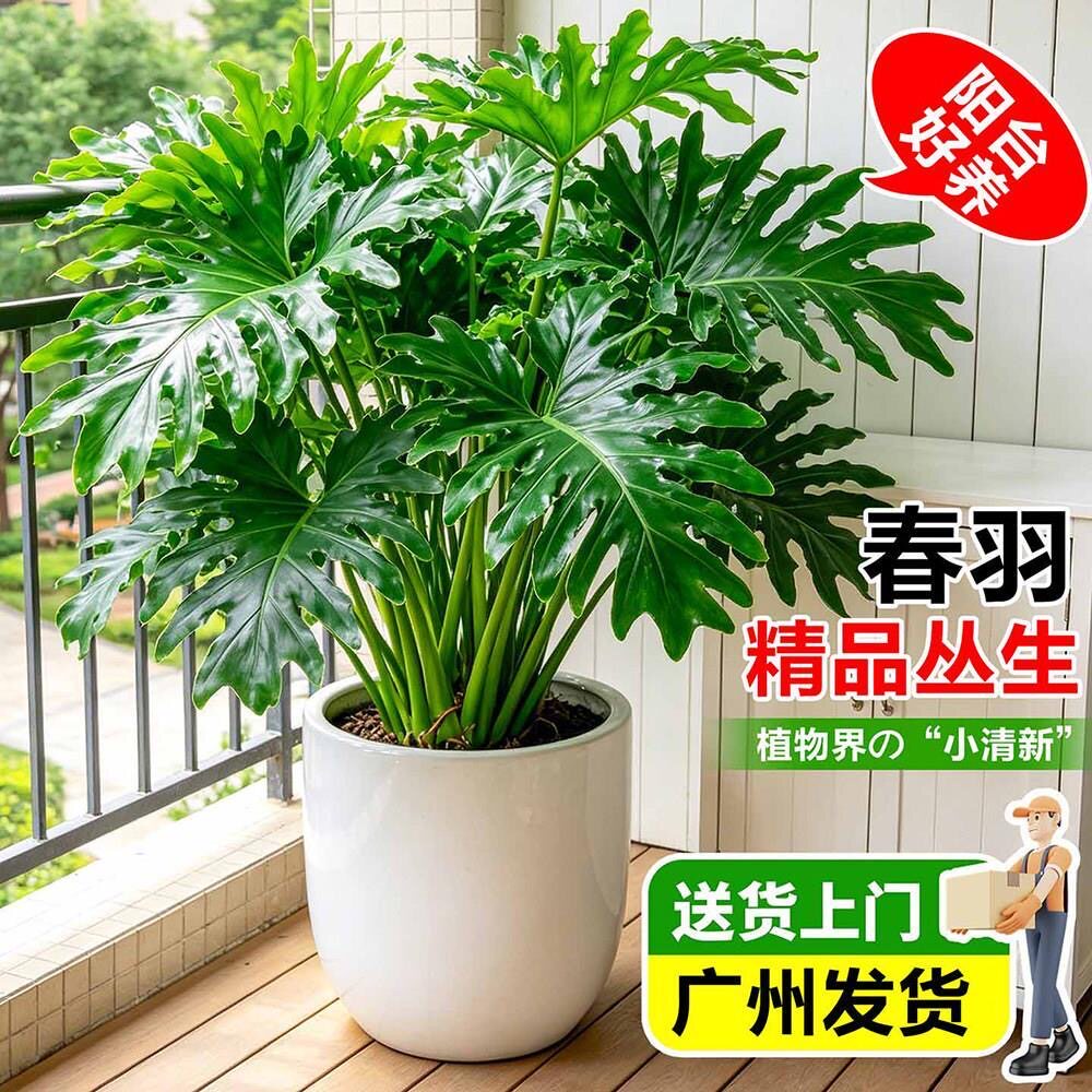春羽大盆栽龙鳞春雨老桩水培蔓绿绒植物室内外四季常绿观叶大绿植
