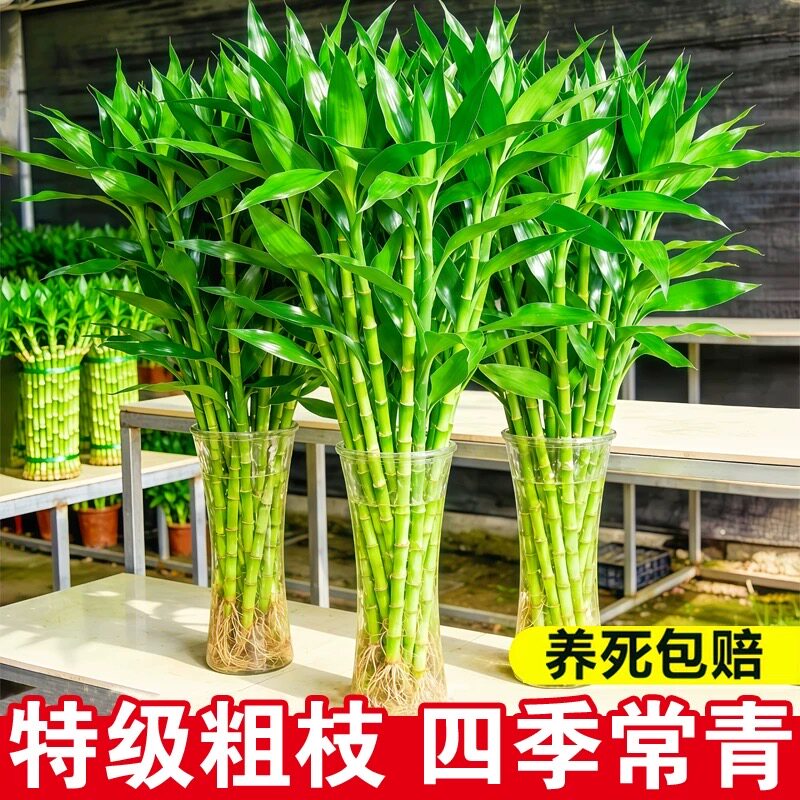 带根富贵竹水培植物水养水竹客厅室内发财招财盆栽绿萝绿植鲜花卉