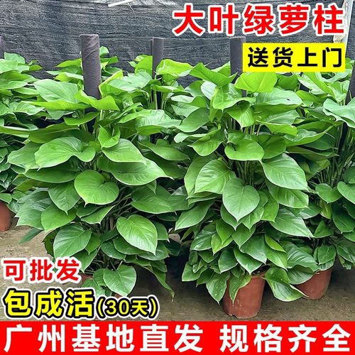 大叶绿萝柱客厅大盆栽室内大型绿植新房除甲醛净化空气植物好养活