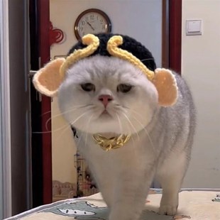 猪八戒猫咪头套帽子宠物变装 帽毛线针织搞笑可爱小猫幼猫银渐层帽