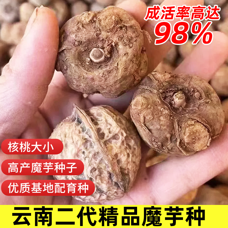 高产魔芋种 魔芋种子二代 脱水消毒精品魔芋种成活率高达98%现货