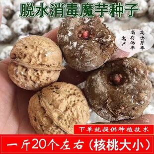 云南魔芋种子种球 高产魔芋种 脱水消毒魔芋种籽一代二代成活率98