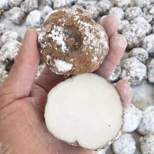 魔芋种子云南富源新鲜花魔芋种子种球一斤装高产魔芋种子现货直发