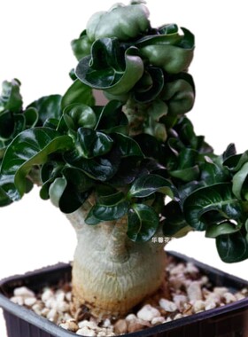 植漠玫根羊角Adenium obesum迷你卷叶沙玫多肉块瑰盆景沙物易养活