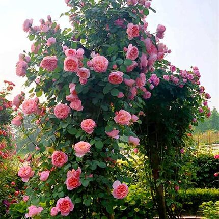 藤本月季花苗特大花庭院栽香爬藤花盆花地栽花卉四季开花玫瑰浓苗