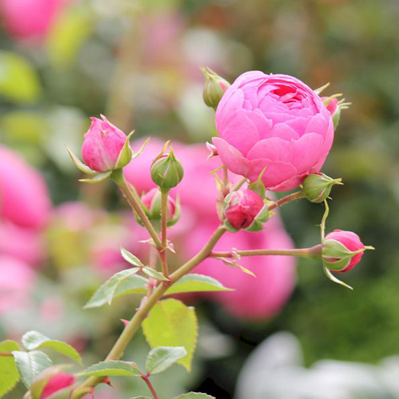 藤本丰花月季花苗 艾拉绣球绒球 四季开花可盆栽庭院爬藤花卉蔷薇