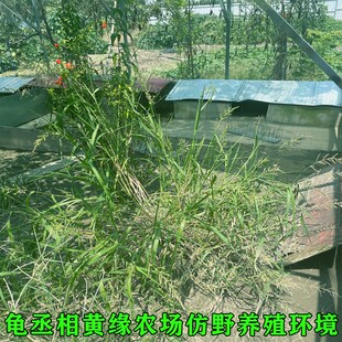 黄缘闭壳龟黄缘龟苗台缘安缘大陆缘浙缘龟仿宠养殖自繁殖野物乌龟