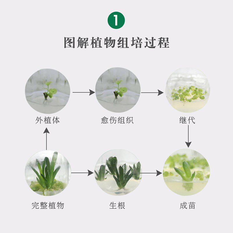 组培学院组培技术自学资料 组培配方视频教程 组培文献 白芨配方